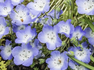 Baby blue eyes (binomial name Nemophila menziesii), a spring wildflower native to California (shallow depth of field), growing in a garden in Illinois