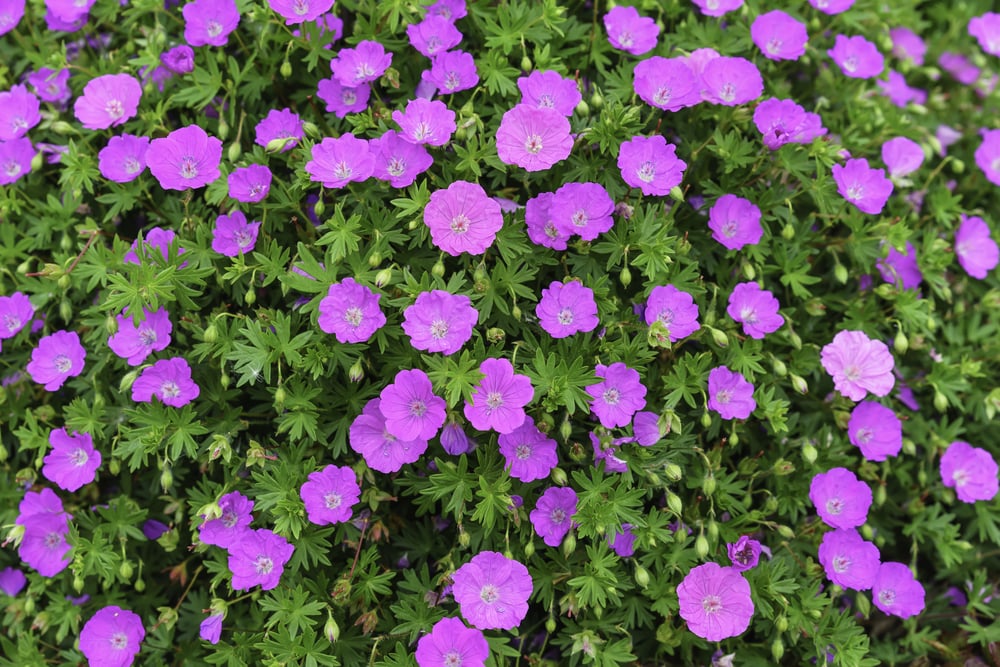 Blood red geraniums (binomial name Geranium sanguineum Ankums Pride), also known as bloody geranium and bloody cranesbill, in an ornamental garden, springtime in Illinois, USA