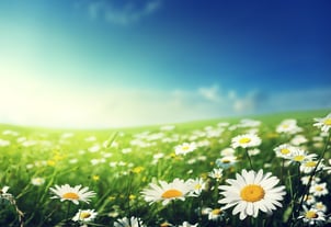 field of daisy flowers-1